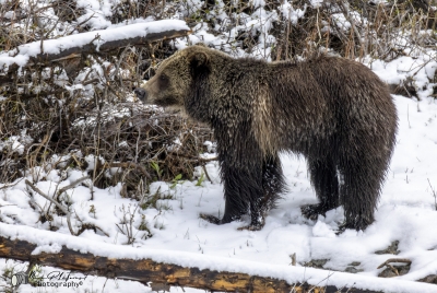 Grizzly Jam in Pelican Valley YNP 2025